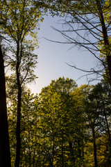 green forest with tall trees at sunset