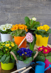 Bright colored pots with primroses and books stand on a wooden surface . Spring flower background
