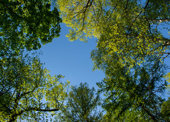 green tree tops in the forest against a blue cloudless sky
