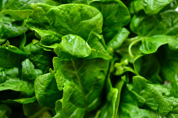 Spinach. Vitamins Raw food diet. Vegetarianism and veganism, healthy food, ingredient. Spinach background, close-up.