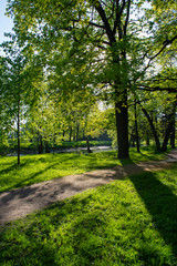 green forest with trees, grass, river and sandy road on a Sunny day