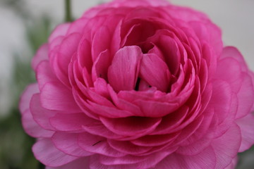 pink rose on green background close-up love