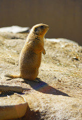 View of a black-tailed prairie dog