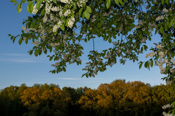 branches of white lilac against the background of tree tops, crowns of green trees at sunset