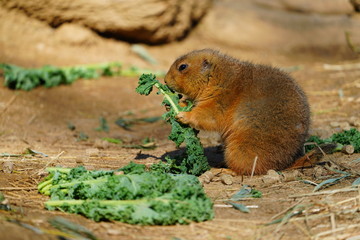 A black-tailed prairie dog (Cynomys ludovicianus) eating green kale leaves
