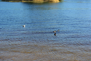 ducks and Seagull swimming on a lake surrounded by reeds and forest