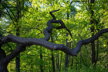 twisting branches and a powerful tree trunk in a dense green forest