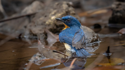 Beautiful blue bird Tickell's blue-flycatcher taking a shower in a puddle of water