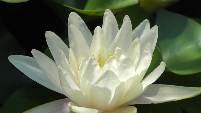 Time lapse footage of white water lily flower opens and closes with zoom effect