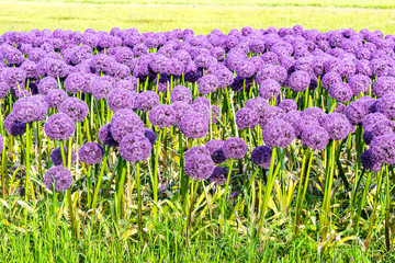Violet allium Globemaster Giant sort Gladiator at flower plantation in Holland. Flower field with Ornamental onions, selective focus.