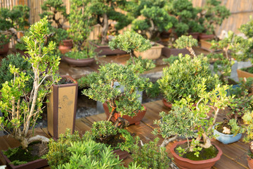 Luohansong bonsai and tongue in the basin garden of Nantong, China