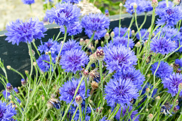 Blue cornflowers closeup blooming in a summer meadow, vintage floral rural landscape.