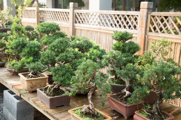 Fotobehang Bonsai Luohansong bonsai and tongue in the basin garden of Nantong, China  © 草房子摄影工作室