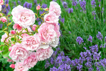 Fototapeta na wymiar Pink roses and lavender aromatic herbs and flowers close-up in a summer garden in Provence. Spring and summer botanical floral beautiful background with violet and purple flowers.
