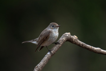 Red-breasted flycatcher (Ficedula parva) females perched on a branch
