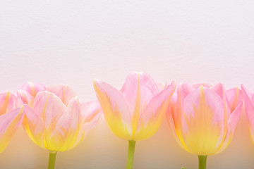 spring pink tulips with yellow tint on white background