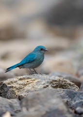 Vertical portrait of a Verditer flycatcher, Eumyias thalassinus, perched on a rock
