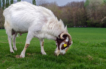 Obraz premium Chèvre
