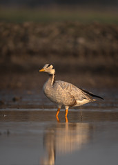 Portrait of Bar-headed goose (Anser indicus) at outskirts of Pune, Maharashtra, India