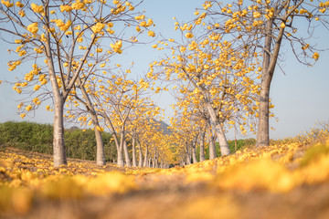 Beautiful yellow tree road at Singha Park, in Chiang Rai,Thailand. Blur the front scene