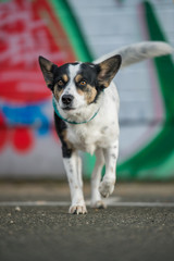 Naklejka na ściany i meble Little mixed breed dog with colorful background