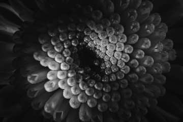 Dark monochrome image: large chrysanthemum in drops of water close-up, vertical banner. Minimal background image, trendy black.