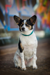 Cute mixed breed dog with big ears