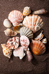 Sea shells on brown sand surface