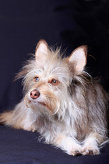 Naklejka premium Fluffy gray dog on a dark background