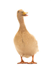 Beige duck on a white background.