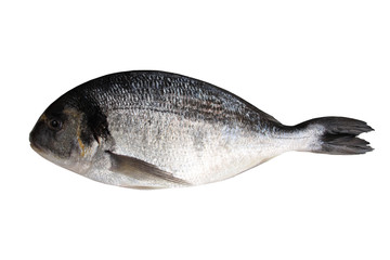 fresh raw atlantic saltwater fish Sparus aurata with shiny silver scales isolated on white background, concept of cooking Seefood