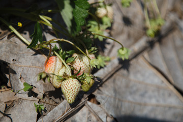 Fresh strawberries that grown in garden