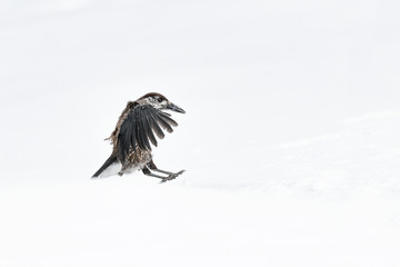 Eurasian nutcracker lands on snow (Nucifraga caryocatactes)