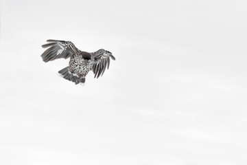Face to face with the Spotted nutcracker in winter season (Nucifraga caryocatactes)