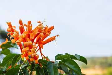 Orange flowers blurred sky background