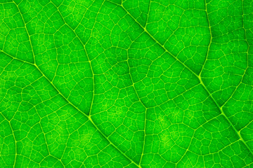 closeup of green leaf