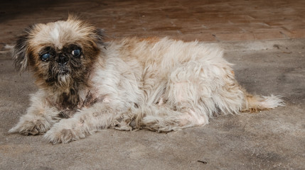 old and dirty dog lying on concrete floor.