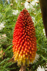 Fleur du knipholia lanterne ( Knipholia varia) dans un jardin de La Réunion.