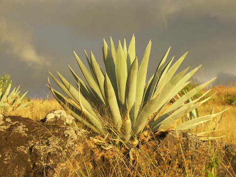 Choka ou Kader &agrave; La R&eacute;union (Agave attenuata) dans la savane de l'Ouest.