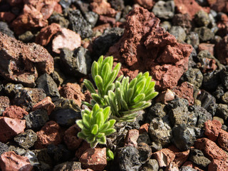  Psiadia callocephala dans l'enclos du volcan de l'île de La Réunion.