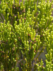 Branles vert (Erica arborescens) dans l'enclos du volcan de l'île de La Réunion.