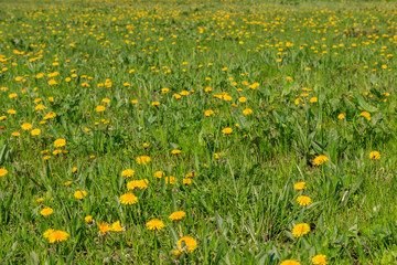 Green meadow covered with yellow dandelions at spring