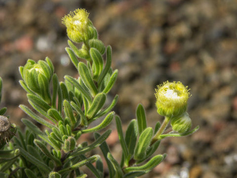  Psiadia callocephala dans l'enclos du volcan de l'&icirc;le de La R&eacute;union.