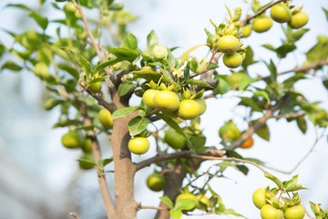 Persimmons in the basin garden of Nantong, China