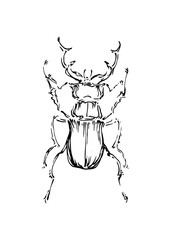 Hand drawn beetle. Sketch style vector illustration. Black isolated bug insect, design element on white background
