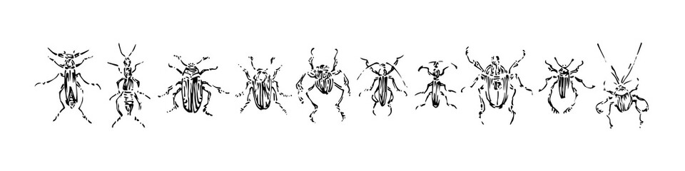 Hand drawn monochrome beetles set. Sketch style vector illustration. Black isolated bugs insect, design elements on white background