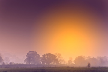 A meadow on the edge of a forest at dawn in summertime in the Cotswolds, England.