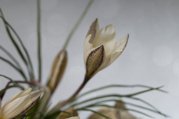 Blooming white crocus close up. Spring nature background.