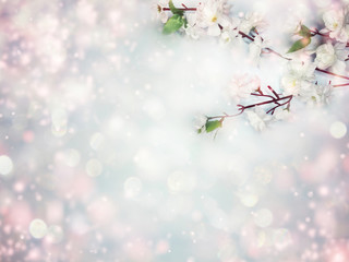 spring background flowering white cherry flowers tree and abstract bokeh