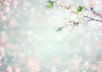 spring background of flowering white cherry flowers tree and leaves